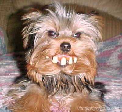 redneck-dog